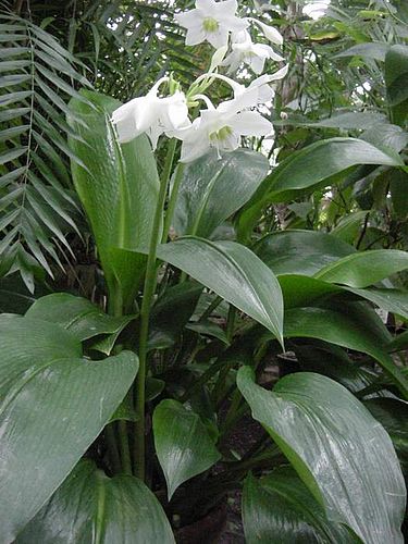 Eucharis × grandiflora